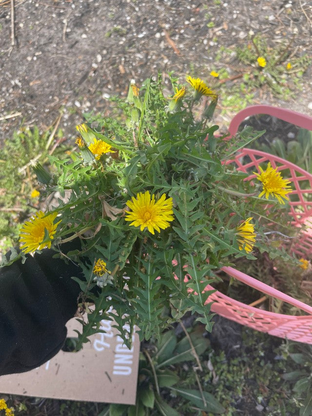 A DANDELION LOVE AFFAIR